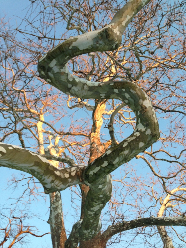 Chaos in Nature: Sycamore branch